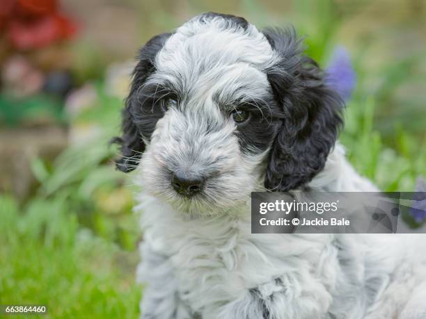 cockapoo puppy in the garden - cockapoo 個照片及圖片檔