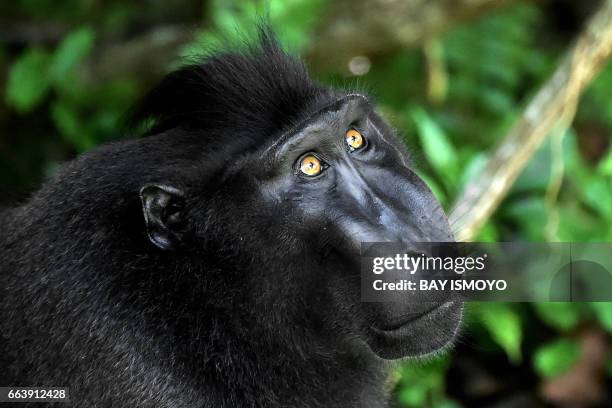 This picture taken on February 19, 2017 shows a black crested macaque in the Tangkoko nature reserve in northern Sulawesi. Authorities and activists...