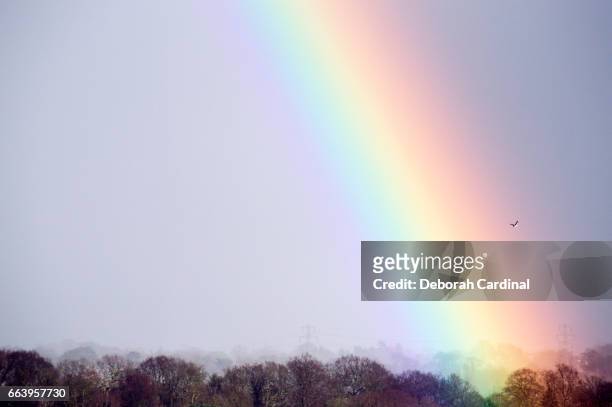 rainbow over new hall valley country park - blue cardinal bird imagens e fotografias de stock