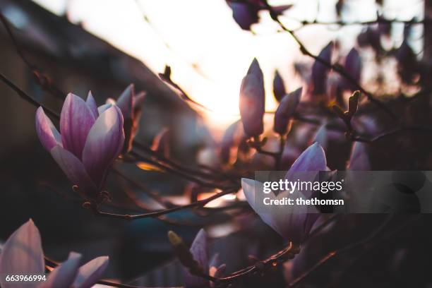 magnolia blossom at sunset - blühend foto e immagini stock