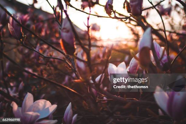 magnolia blossom at sunset - zerbrechlichkeit stock pictures, royalty-free photos & images