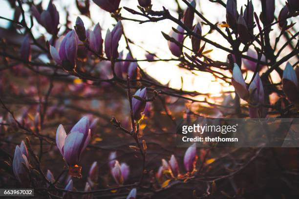 magnolia blossom at sunset - baumblüte bildbanksfoton och bilder