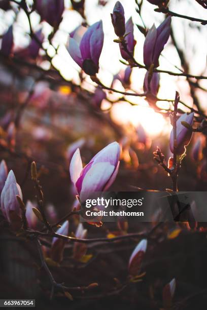 magnolia blossom at sunset - anmut stockfoto's en -beelden