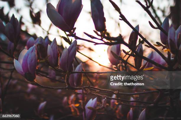 magnolia blossom at sunset - blühend fotografías e imágenes de stock