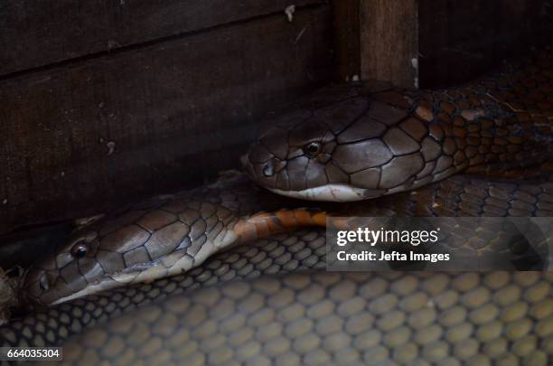 Ice Habibi aged 24 shows his pets, the wild King Cobra's in the Mentulik village, Kampar, Riau, Indonesia, on April 1, 2017. Ice maintains two long...