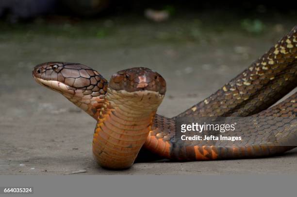 Ice Habibi aged 24 shows his pets, the wild King Cobra's in the Mentulik village, Kampar, Riau, Indonesia, on April 1, 2017. Ice maintains two long...