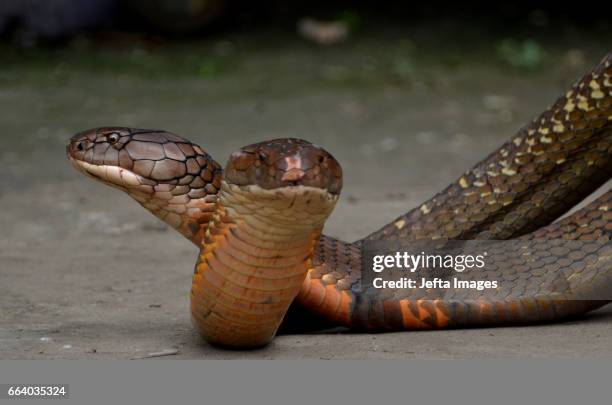 1,860 King Cobra Photos and Premium High Res Pictures - Getty Images 1,860 King Cobra Photos and Premium High Res Pictures - Getty Images