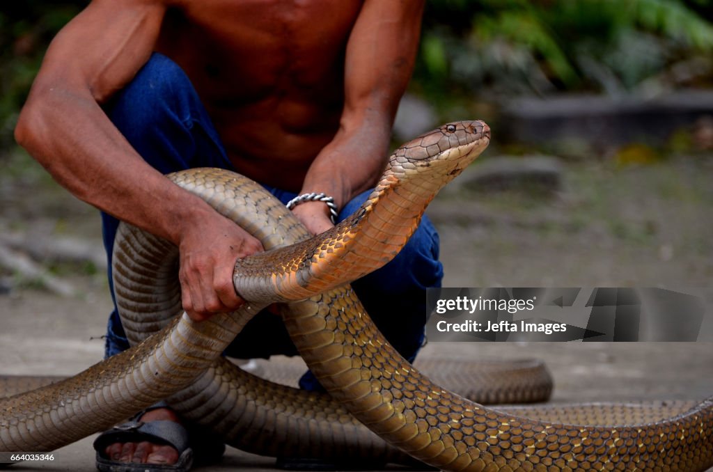 A Man Showing His King Cobra Pets