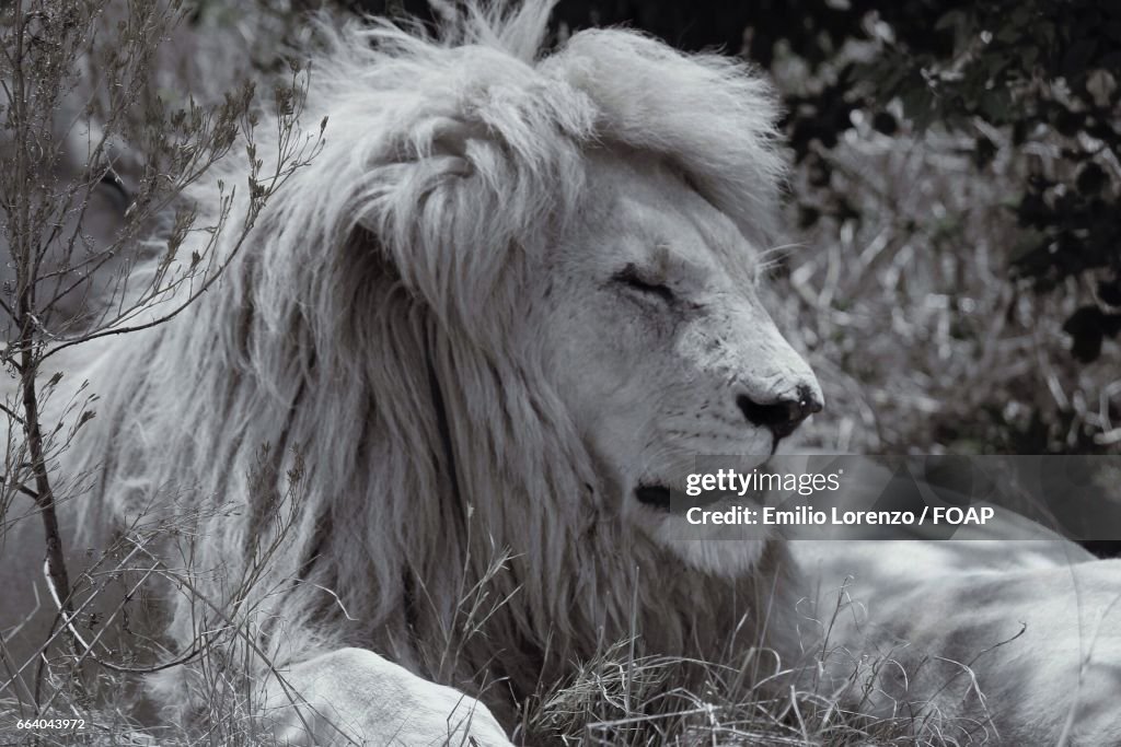 Close-up of white lion