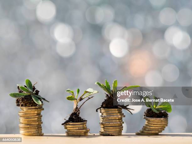 heaps of coins of euro with green natural plants it they are born, illuminated by the light of the sun - planificar stock-fotos und bilder