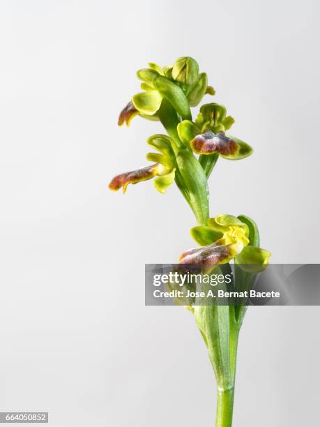 mirror orchid (ophrys speculum), valencia, spain - soleado stockfoto's en -beelden