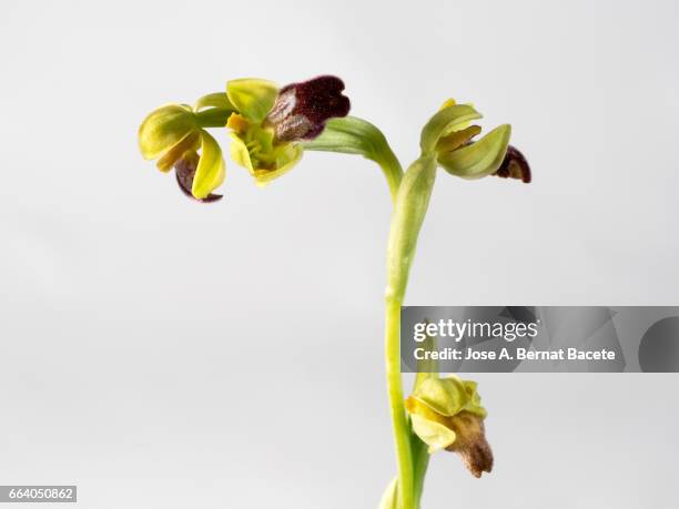 mirror orchid (ophrys speculum), valencia, spain - florecer stock-fotos und bilder
