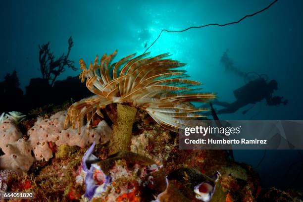 magnificent feather duster and diver. - feather duster worm stock pictures, royalty-free photos & images