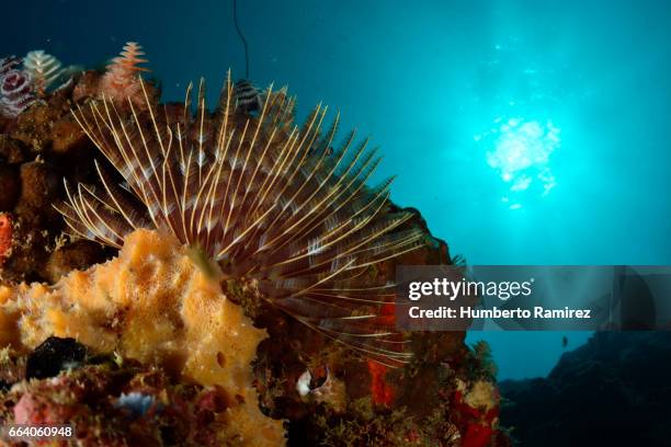 magnificent feather duster - feather duster worm stock pictures, royalty-free photos & images