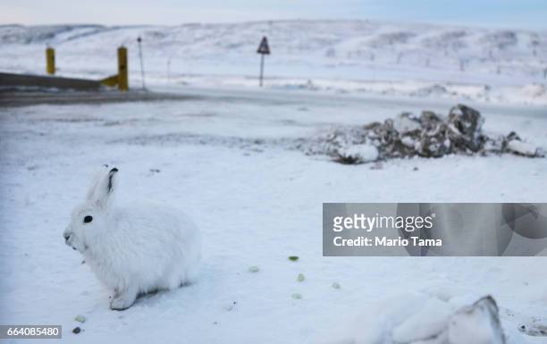 Snowshoe hare sits at Thule Air Base on March 26, 2017 in Pituffik, Greenland. NASA's Operation IceBridge is flying research missions out of Thule...