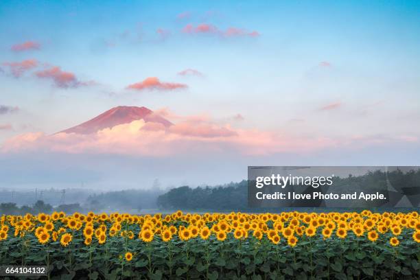 morning fuji and sunflower - かすみ 個照片及圖片檔