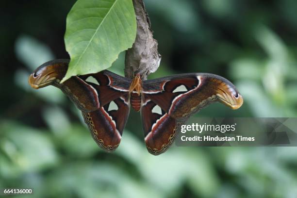 14,374 Largest Animal In The World Photos and Premium High Res Pictures - Getty Images 14,374 Largest Animal In The World Photos and Premium High Res Pictures - Getty Images