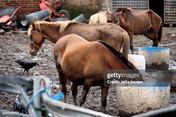 Cooked Horse meat pictured on April 03, 2017 in Yogyakarta, Indonesia. The horse meat is cooked into various dishes, believed to cure various...