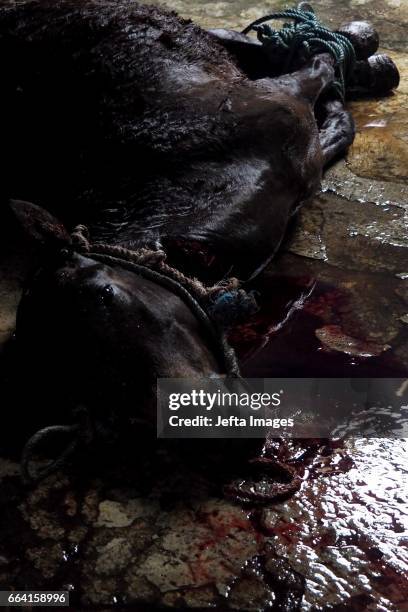 Cooked Horse meat pictured on April 03, 2017 in Yogyakarta, Indonesia. The horse meat is cooked into various dishes, believed to cure various...