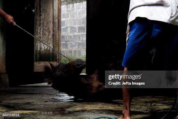 Cooked Horse meat pictured on April 03, 2017 in Yogyakarta, Indonesia. The horse meat is cooked into various dishes, believed to cure various...