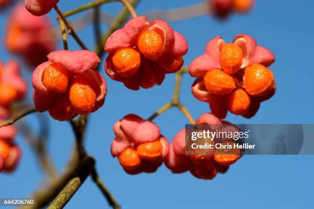 spindle or spindle tree berries euonymus europeus - alpes europeos stock-fotos und bilder