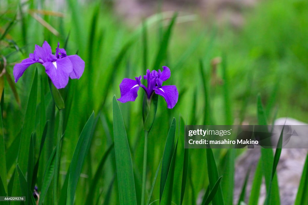 Japanese Iris