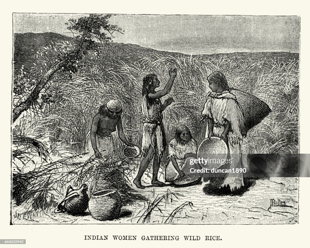 Native American Women gathering wild rice, Nebraska 19th Century