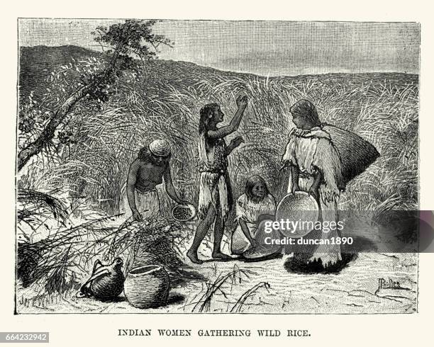 native american women gathering wild rice, nebraska 19th century - indian agriculture stock illustrations