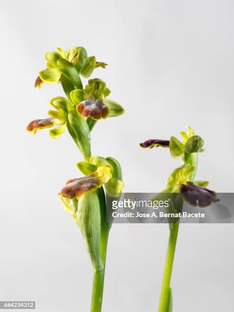 mirror orchid (ophrys speculum), valencia, spain - frescura stock-fotos und bilder
