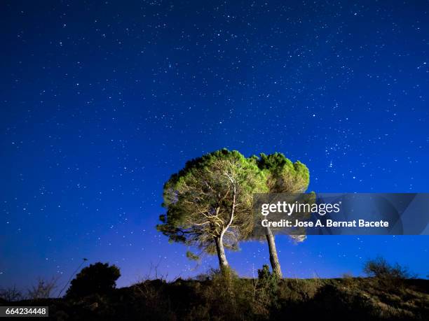 solitary tree on the top of a hill a night of blue sky with stars in movement - efectos fotográficos stock pictures, royalty-free photos & images