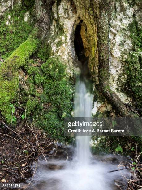 birth of a river of water mountain cleans, that appears from a hole in a rock with roots and moss in the nature - frescura stockfoto's en -beelden