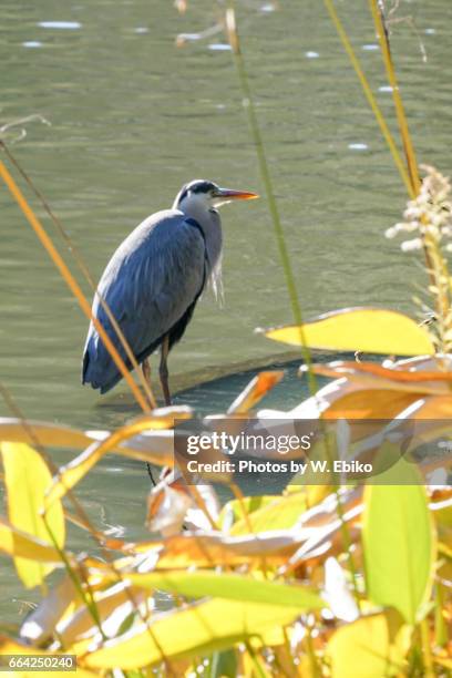 great blue heron - 鳥 stockfoto's en -beelden