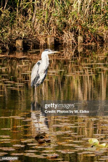 great blue heron - 鳥 stockfoto's en -beelden