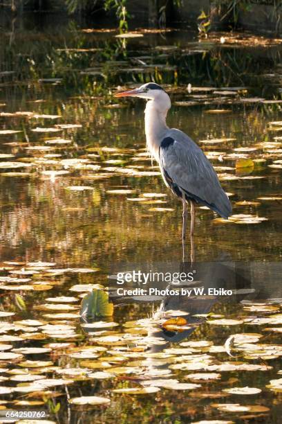 great blue heron - 鳥 stockfoto's en -beelden