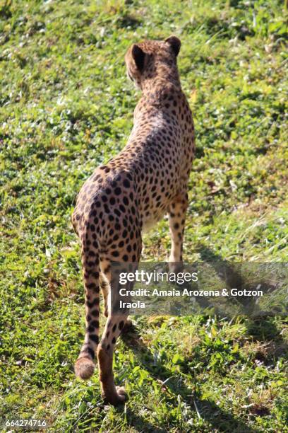 cheetah - gepardenfell stock-fotos und bilder