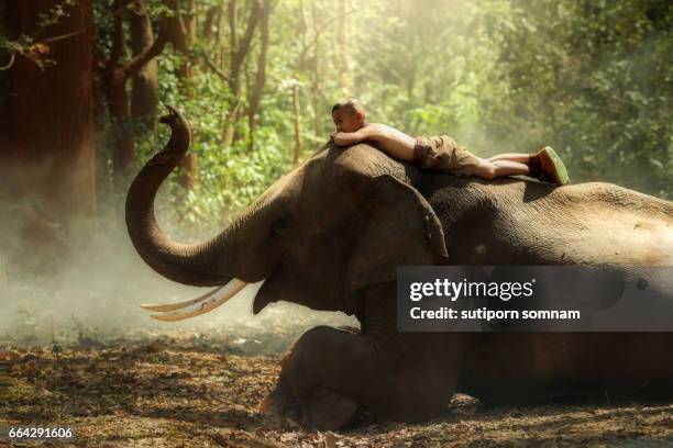 the boy is lying on the elephant in the forest happily. - sleeping elephant stock pictures, royalty-free photos & images