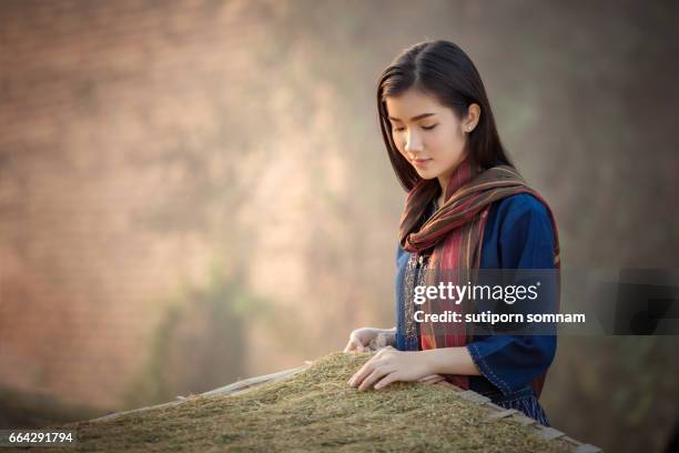 dried tobacco leaves lao girls are choosing the quality of the cigarette - cigar texture stock pictures, royalty-free photos & images