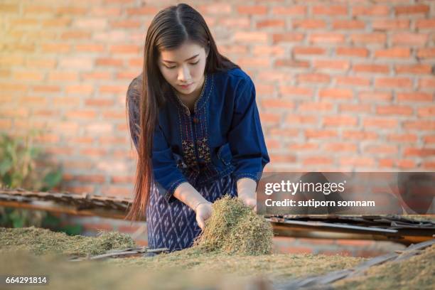 dried tobacco leaves lao girls are choosing the quality of the cigarette - bauer pfeife stock-fotos und bilder