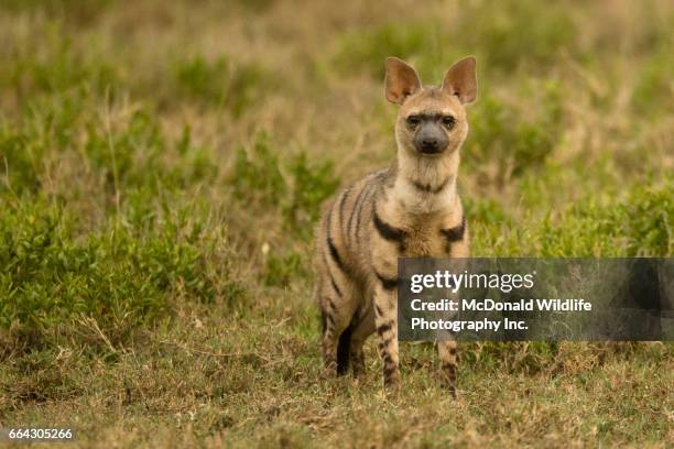 aardwolf - lobo da terra imagens e fotografias de stock