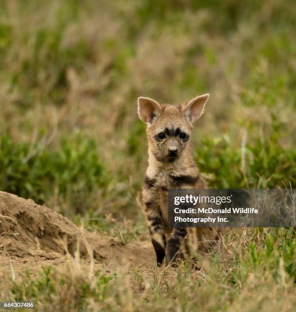 aardwolf - lobo da terra imagens e fotografias de stock