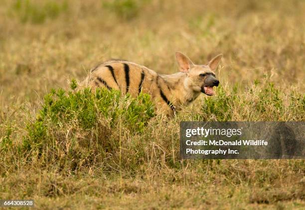 aardwolf - lobo da terra imagens e fotografias de stock