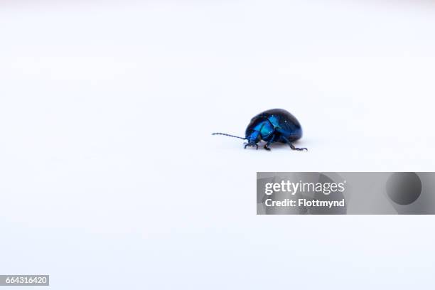 258 Blue Beetle Insect Stock Photos, High-Res Pictures, and Images ...