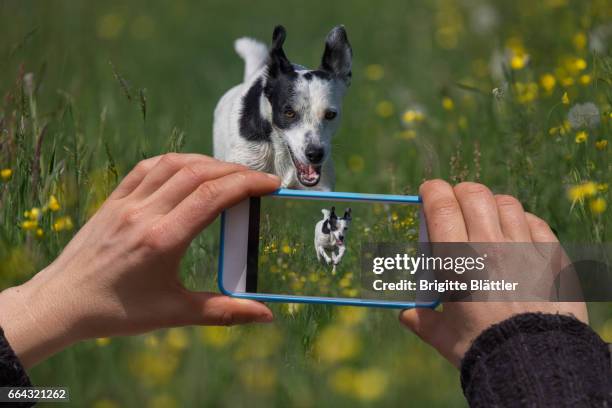 taking a picture - capturing an image stock pictures, royalty-free photos & images