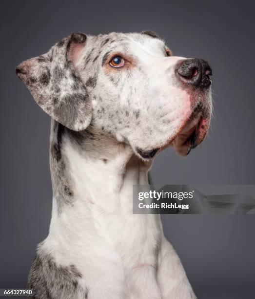 great dane - great dane inside stock pictures, royalty-free photos & images