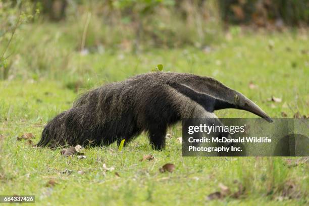 giant anteater, - großer ameisenbär stock-fotos und bilder