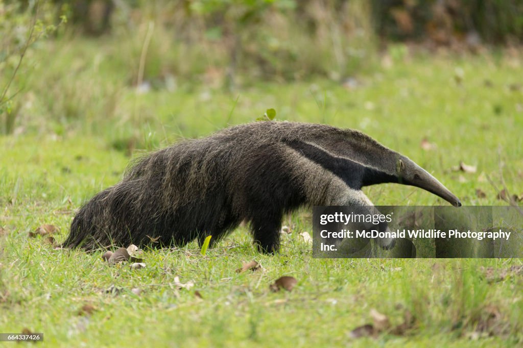 Giant Anteater,