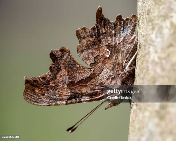 Comma Pattern Comma Pattern Photos and Premium High Res Pictures - Getty Images
