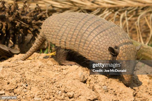 31 Armadillo Digging Stock Photos, High-Res Pictures, and Images