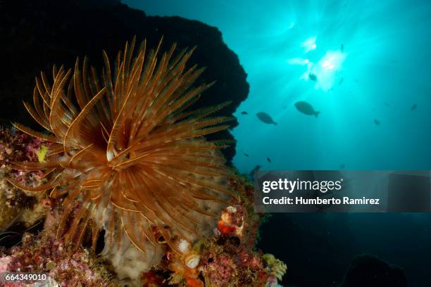 magnificent feather duster and sunligh. - feather duster worm stock pictures, royalty-free photos & images