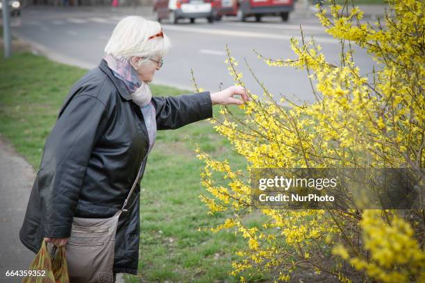 Woman is seen picking a forsythia in Bydgoszcz, Poland on 3 April, 2017.